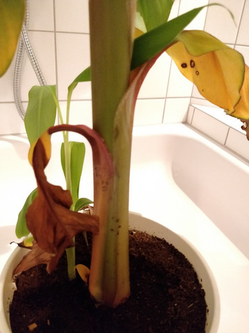 Wass Soll Ich Tun Wenn Meine Bananenpflanze Gelbe Blatter Bekommt Pflanzen Pflanzenpflege Bananenstaude