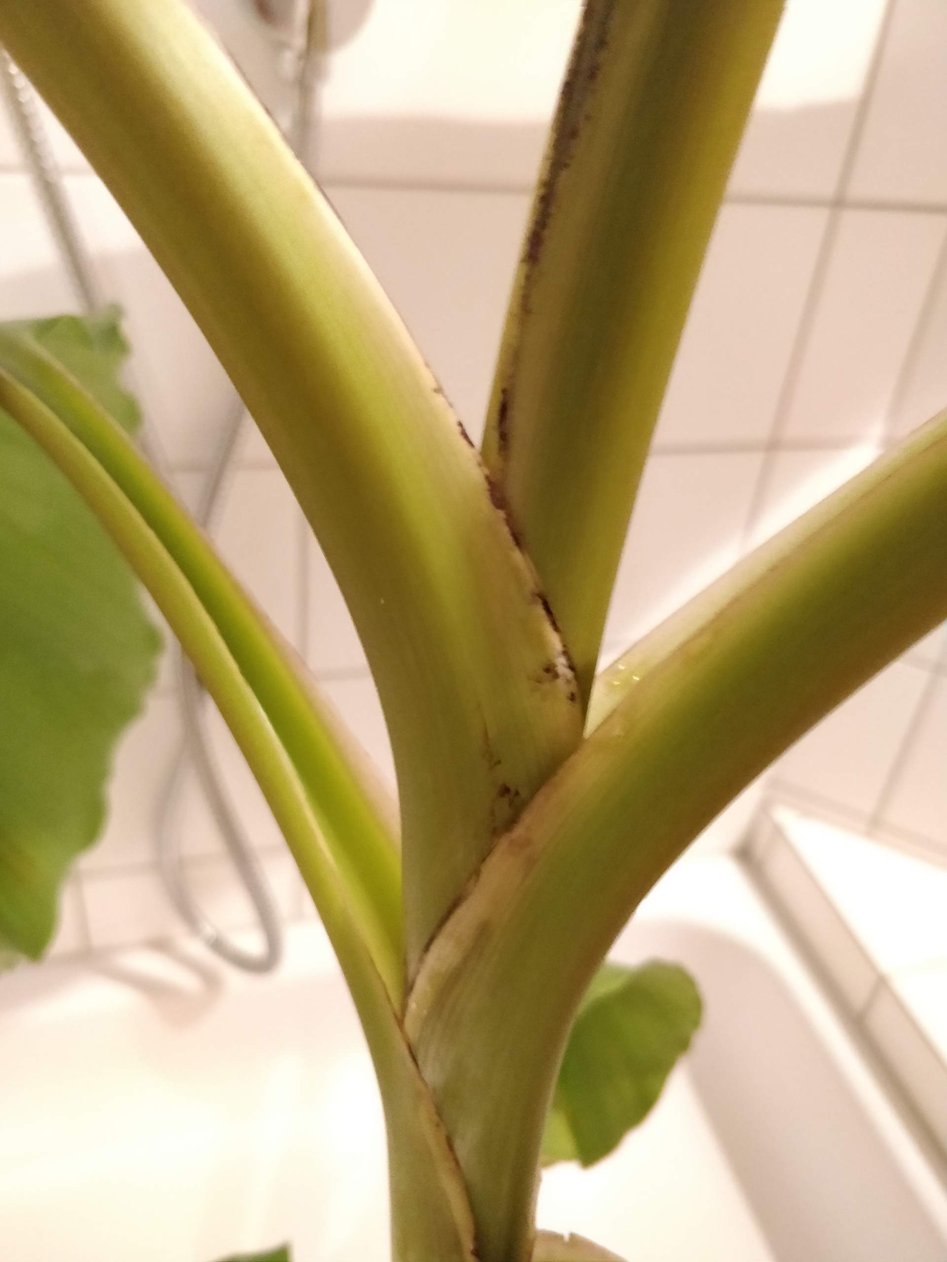 Bananenpflanze Gelbe Bltter