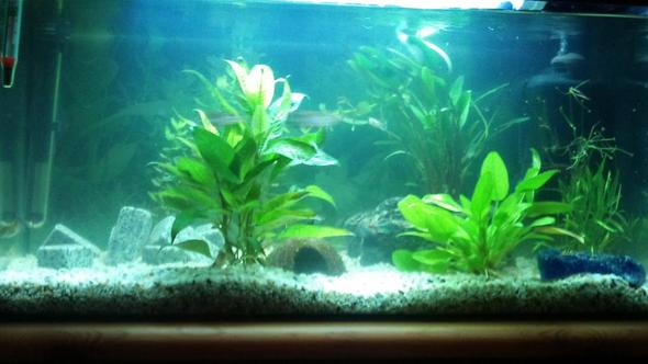 Wasser im 54l becken trüb und stinkt . (Fische, Aquarium)
