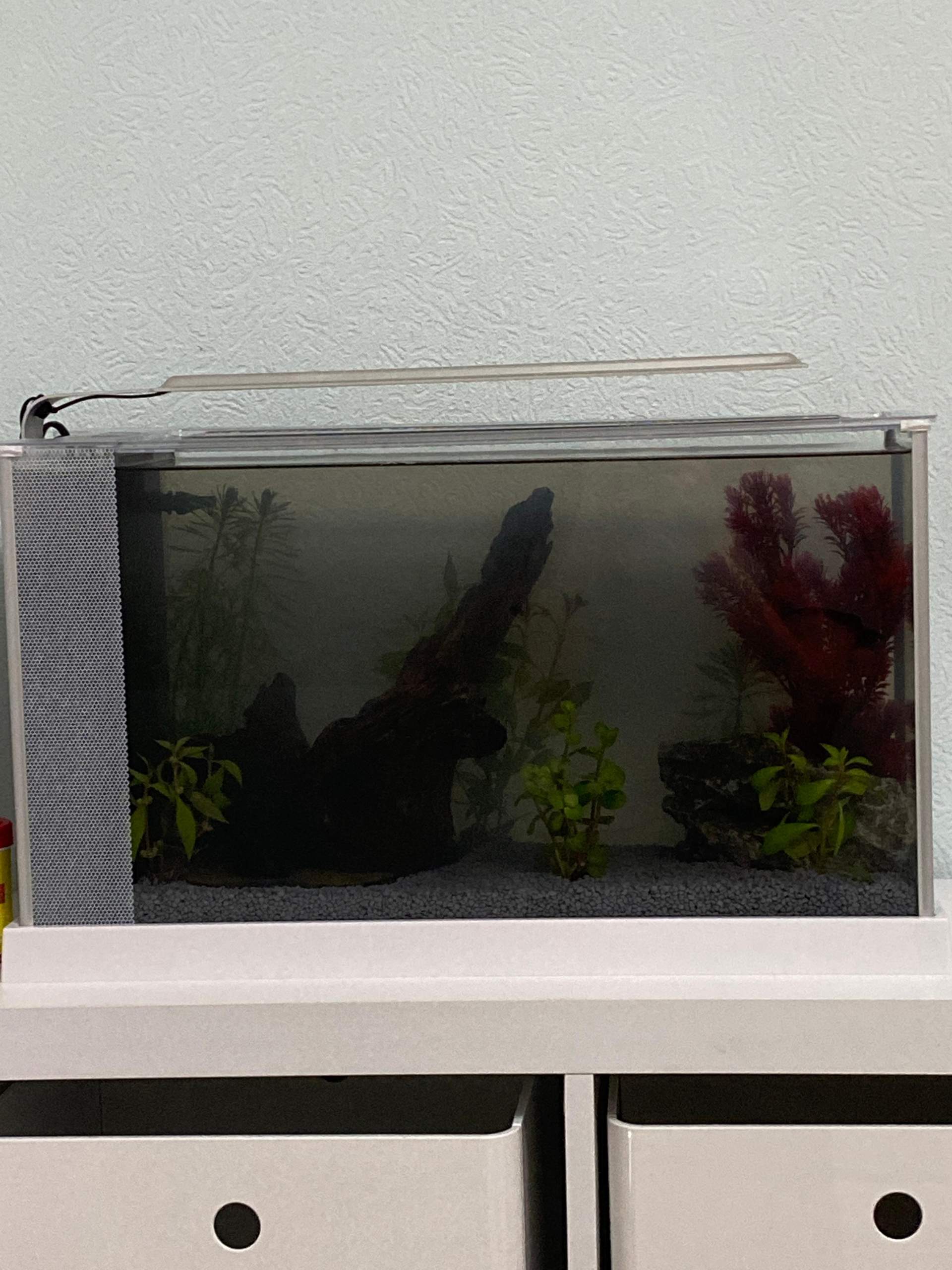 Wasser im Aquarium braun? (Aquaristik, Aquariumwasser)
