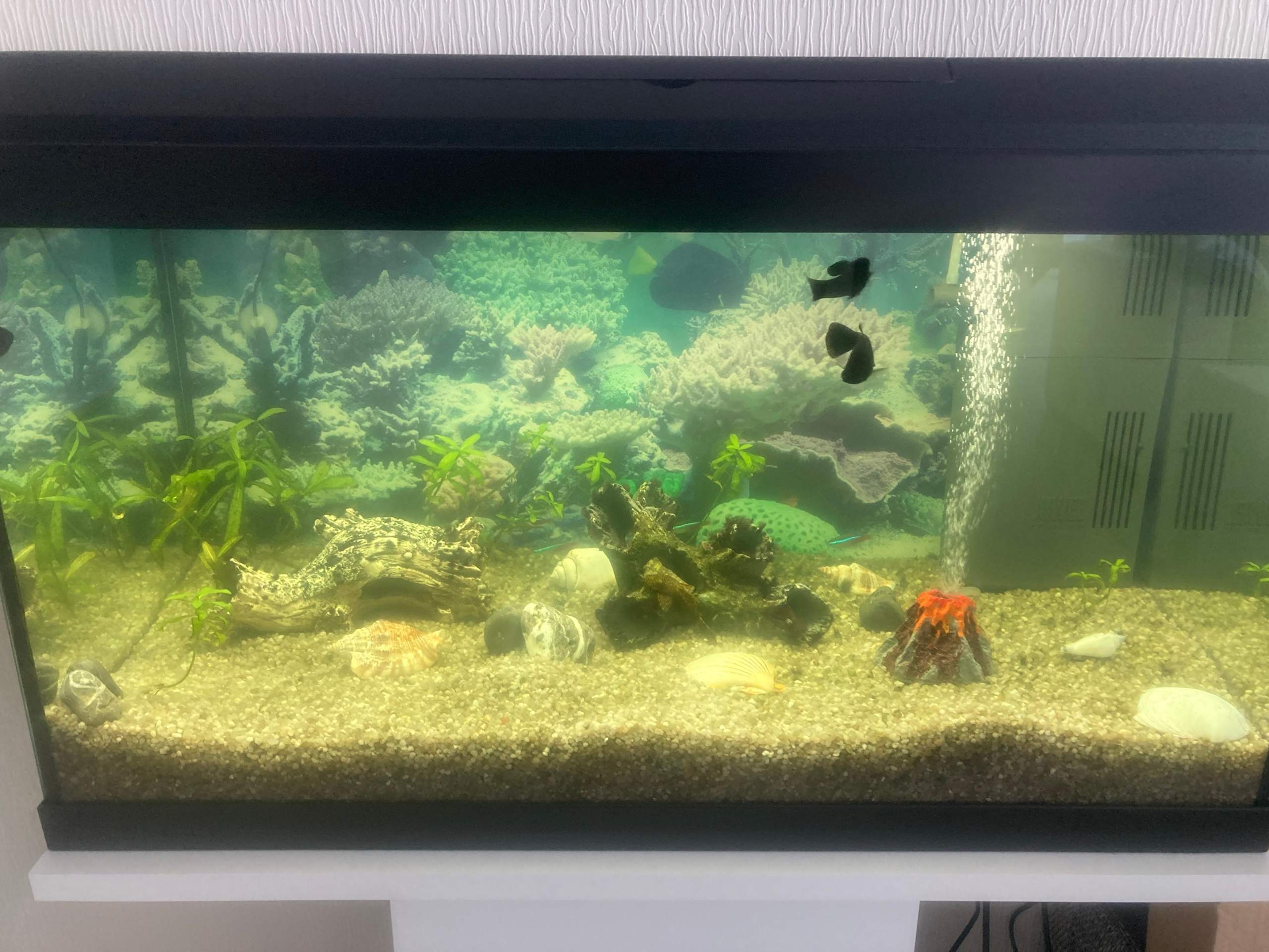 Wasser Sehr Grün Und Trüb? (Fische, Aquarium)