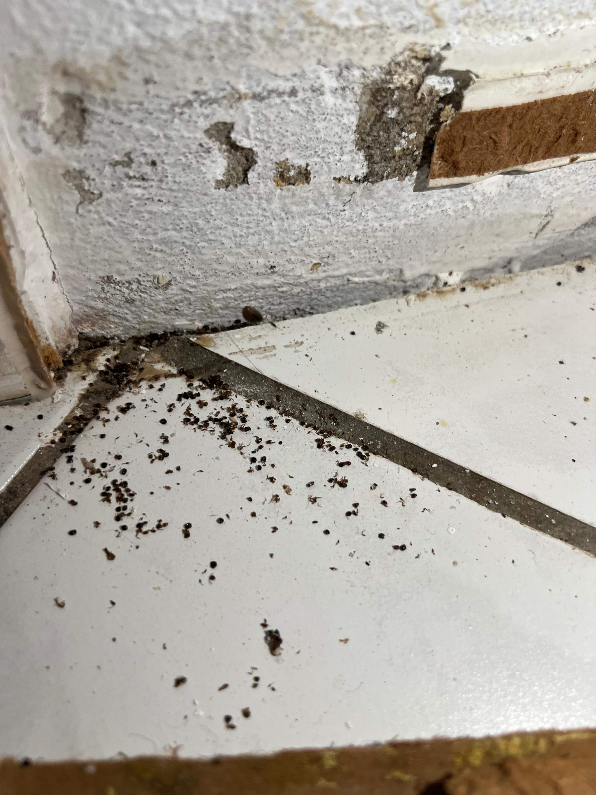 Wasserschaden- Ursache wird nicht gefunden/ Ameisen im Haus?