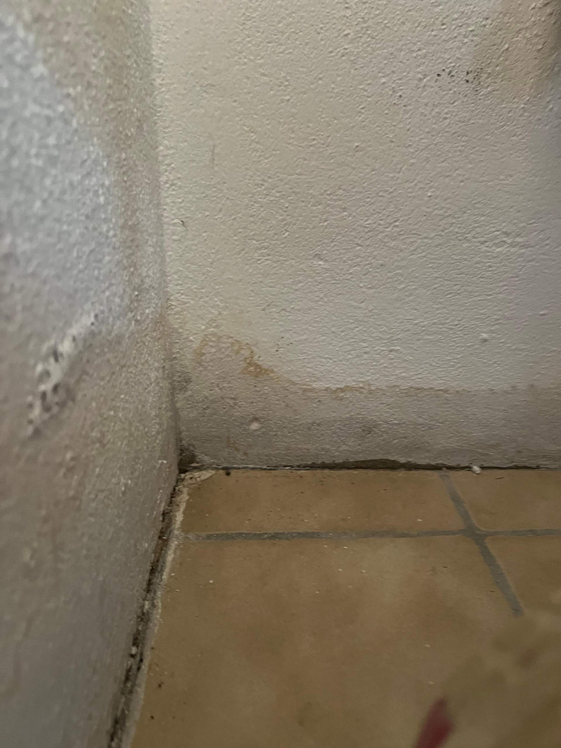 Wasserschaden- Ursache wird nicht gefunden/ Ameisen im Haus?