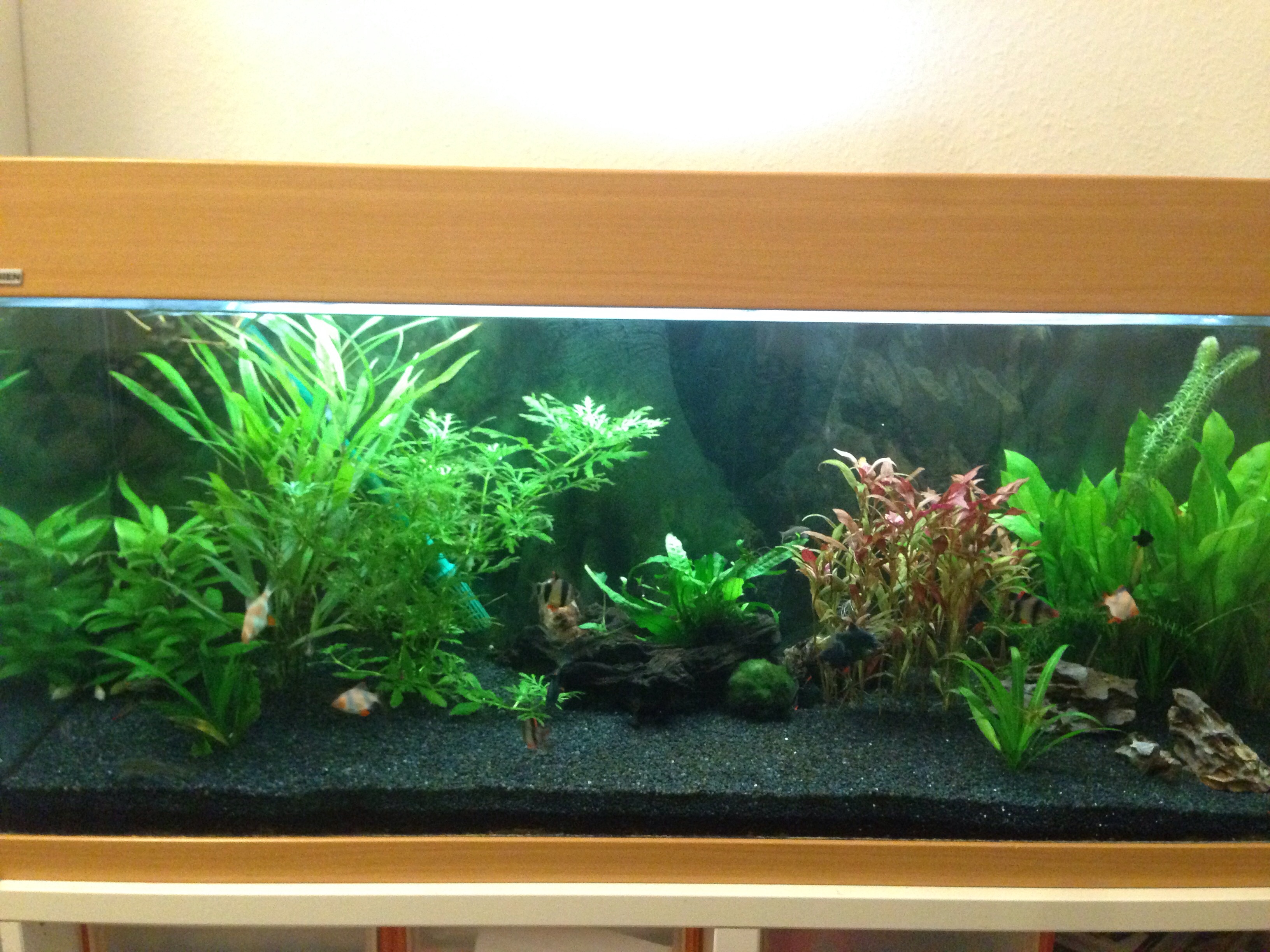 Wasserschildkröte in mein Aquarium setzen? (Fische, wasserschildkröten)