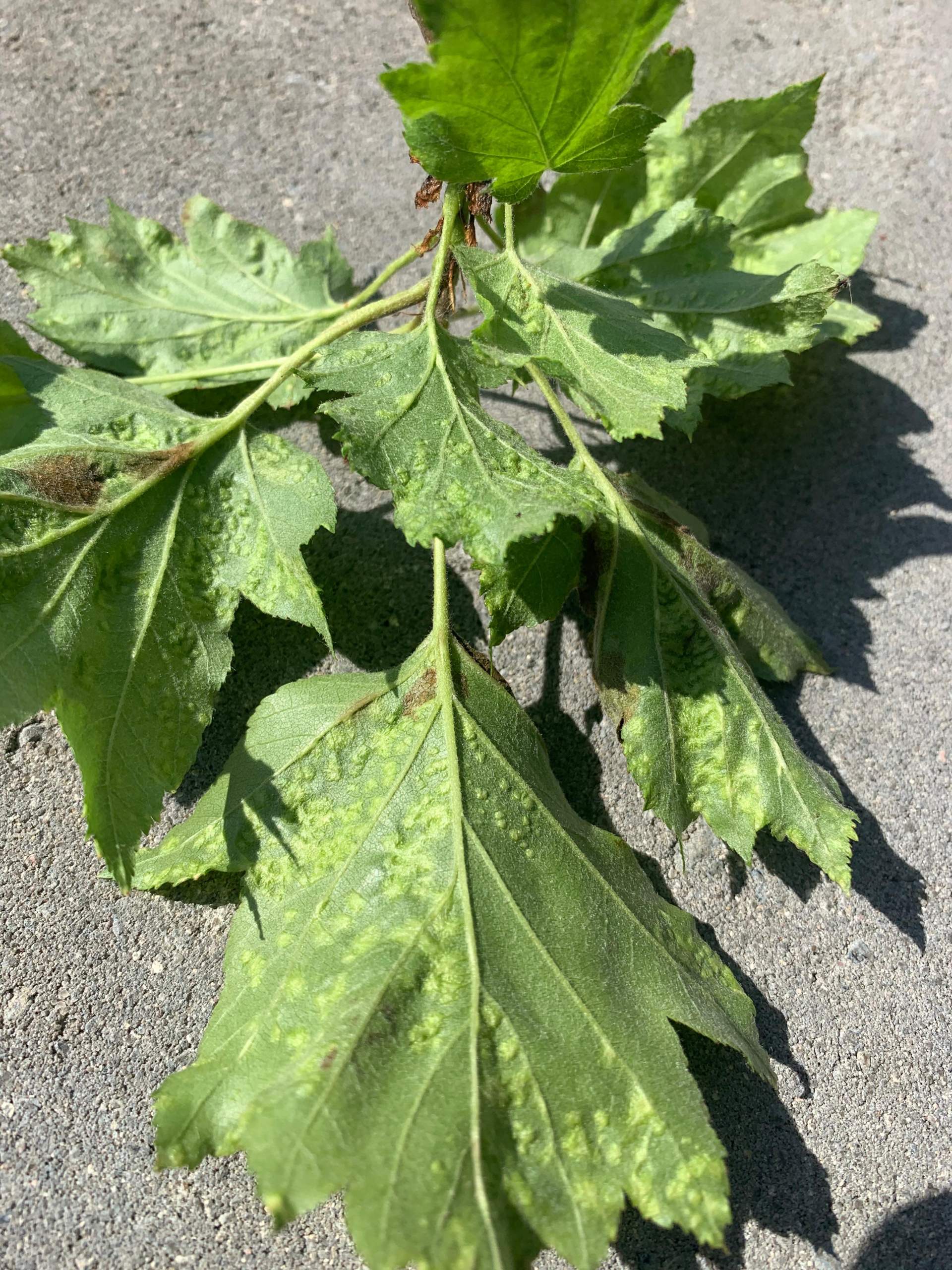 was-welcher-parasit-plagt-meine-elsbeere-pflanzen-natur-parasiten
