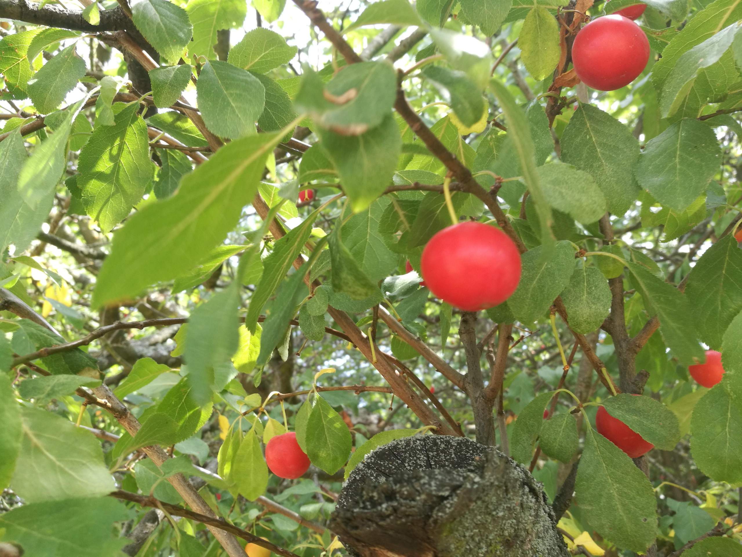We heißen diese kleinen roten Früchte und sind sie essbar? (Ernährung