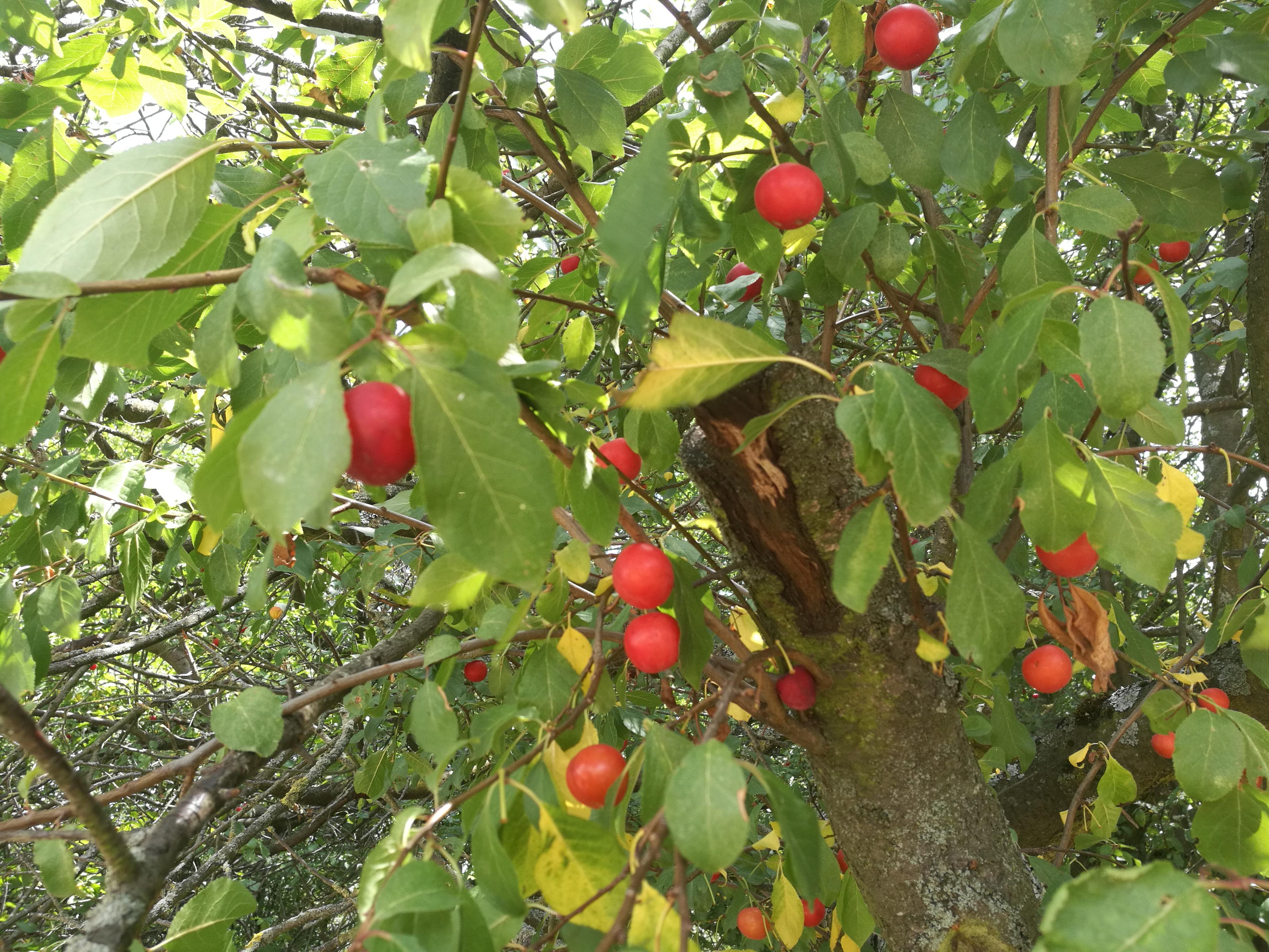 We heißen diese kleinen roten Früchte und sind sie essbar? (Ernährung