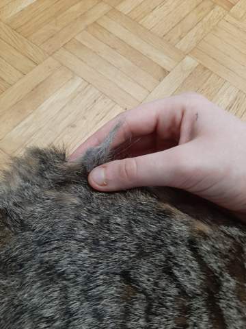 fell meiner katze entfernen