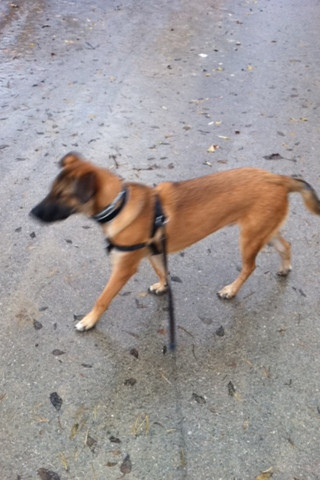 Malinois-Mix, Rüde - (Tiere, Hund, Farbe)