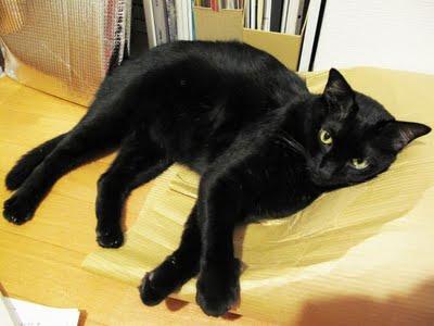 schwarze Katze - (Katze, Art)