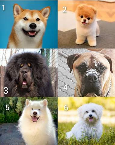 - (Tiere, Umfrage, Hund)