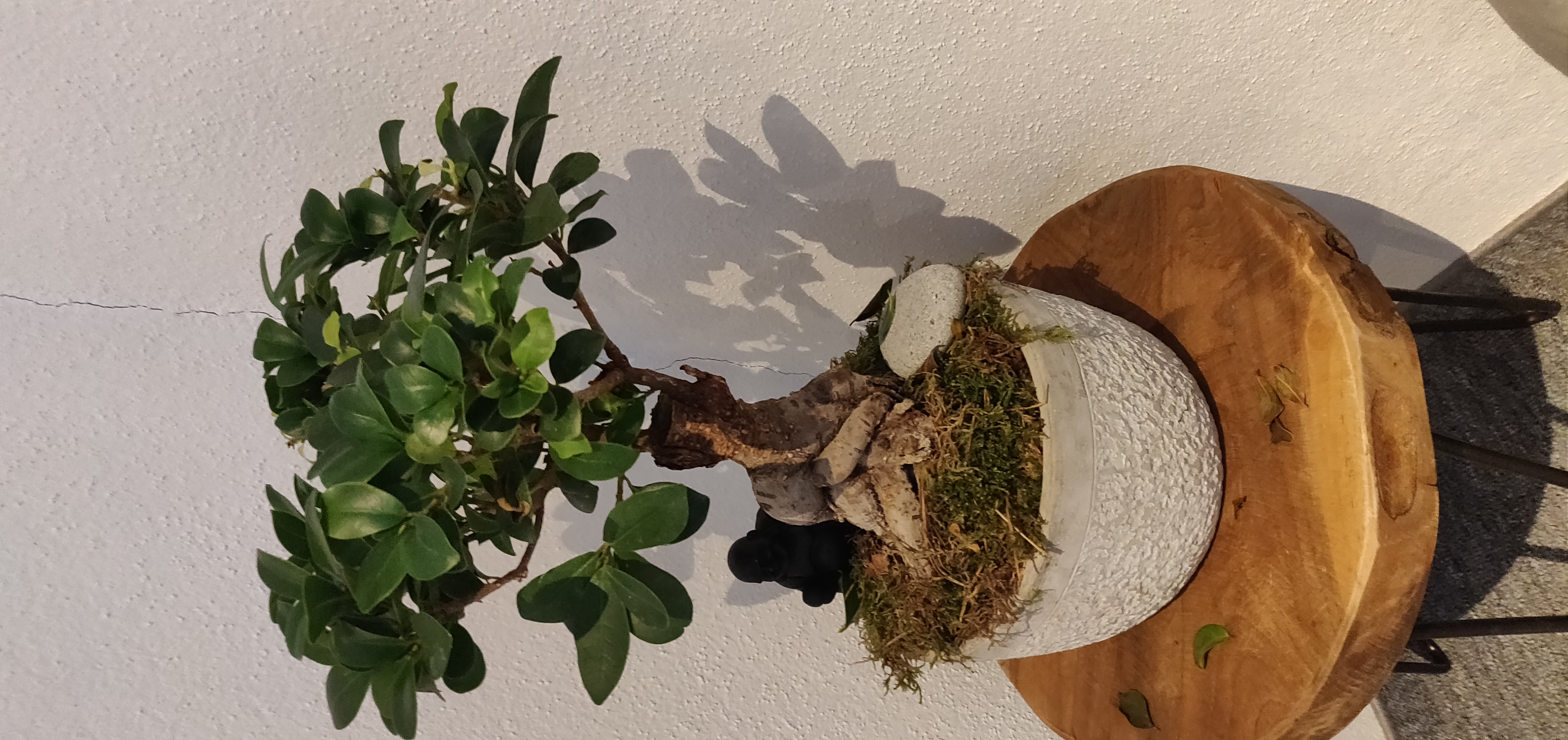 Wei hei t diese Pflanze und warum verliert sie Bl tter Wei hei t diese Pflanze und warum verliert sie Bl tter