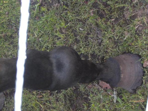 Das Knie mit der Beule und die Hufe! - (Tiere, Pferde, krank)