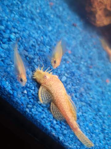 Weibchen und Männchen Antennenwelse? (Fische, Aquarium, Welse)