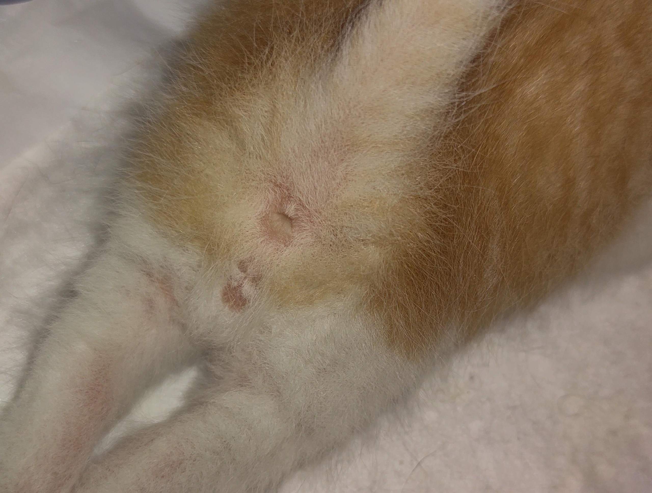 weiblich oder männlich? (Tiere, Katze, Haustiere)