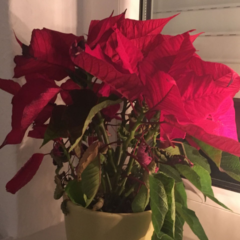 Weihnachtsstern - (Weihnachten, Pflanzen, Blumen)