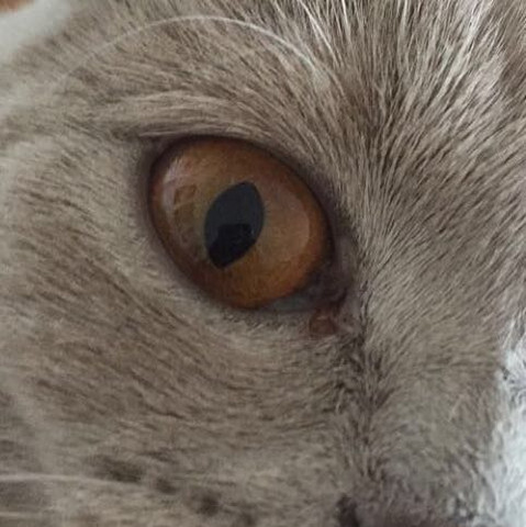 weis jemand was meine katze am auge hat gesundheit tiere katzen