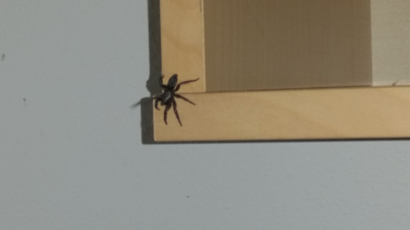 die spinne - (Spinne)