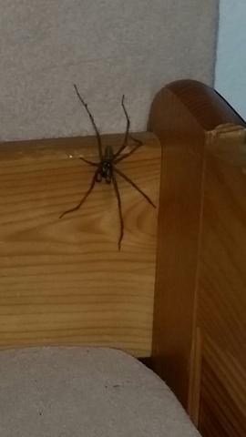 Spinne (Zoom) - (Tiere, Spinne)
