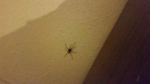 Spinne (aus entfernung) - (Tiere, Spinne)