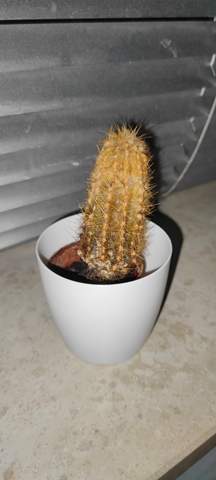 Weiß einer was das für ein Kaktus ist?