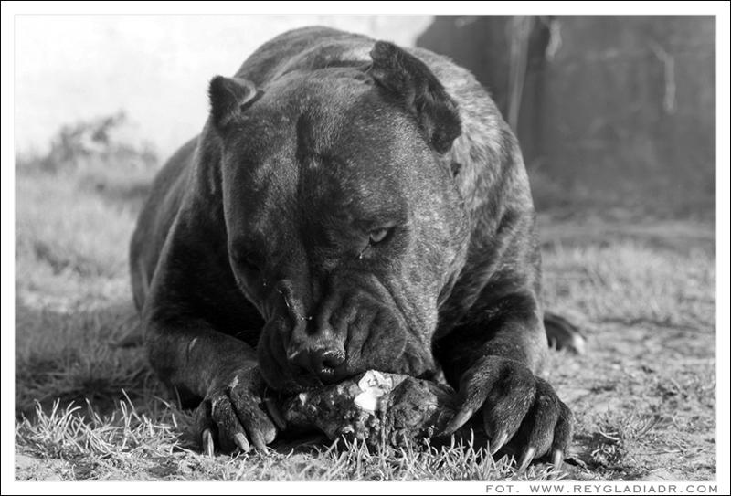 Weiss Einer Was Das Fur Eine Hunderasse Ist Hund