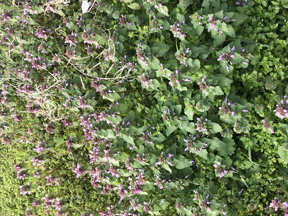 - (Pflanzen, Garten, Blumen)