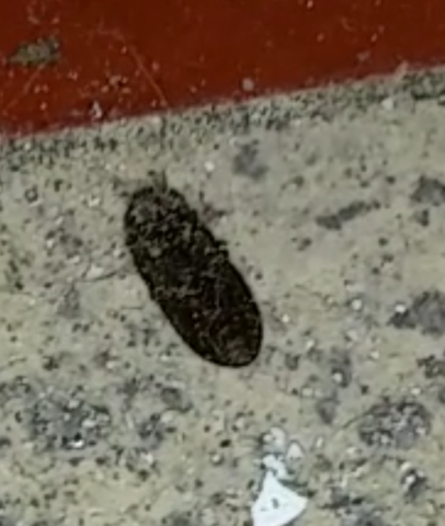 Weiss Eventuell Jemand Was Das Fur Schwarze Fliegende Kleine