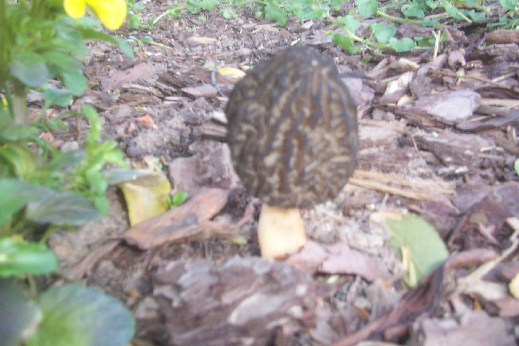 Weiss Evtl Jemand Was Das Fur Ein Pilz Ist Garten Pilze