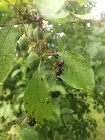 - (Pflanzen, Natur, Schutz)