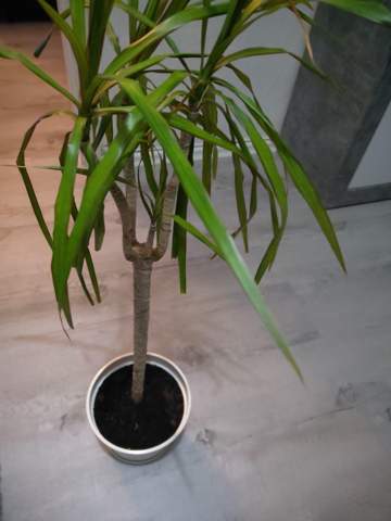 weiss jemand den namen der pflanze katzen garten pflanzenpflege