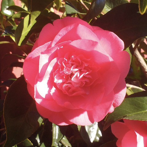 blüte - (Garten, Pflanzen, Blumen)