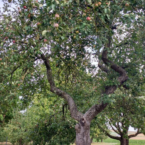 Weiss Jemand Um Welche Apfel Sorte Es Sich Hier Handelt Pflanzen