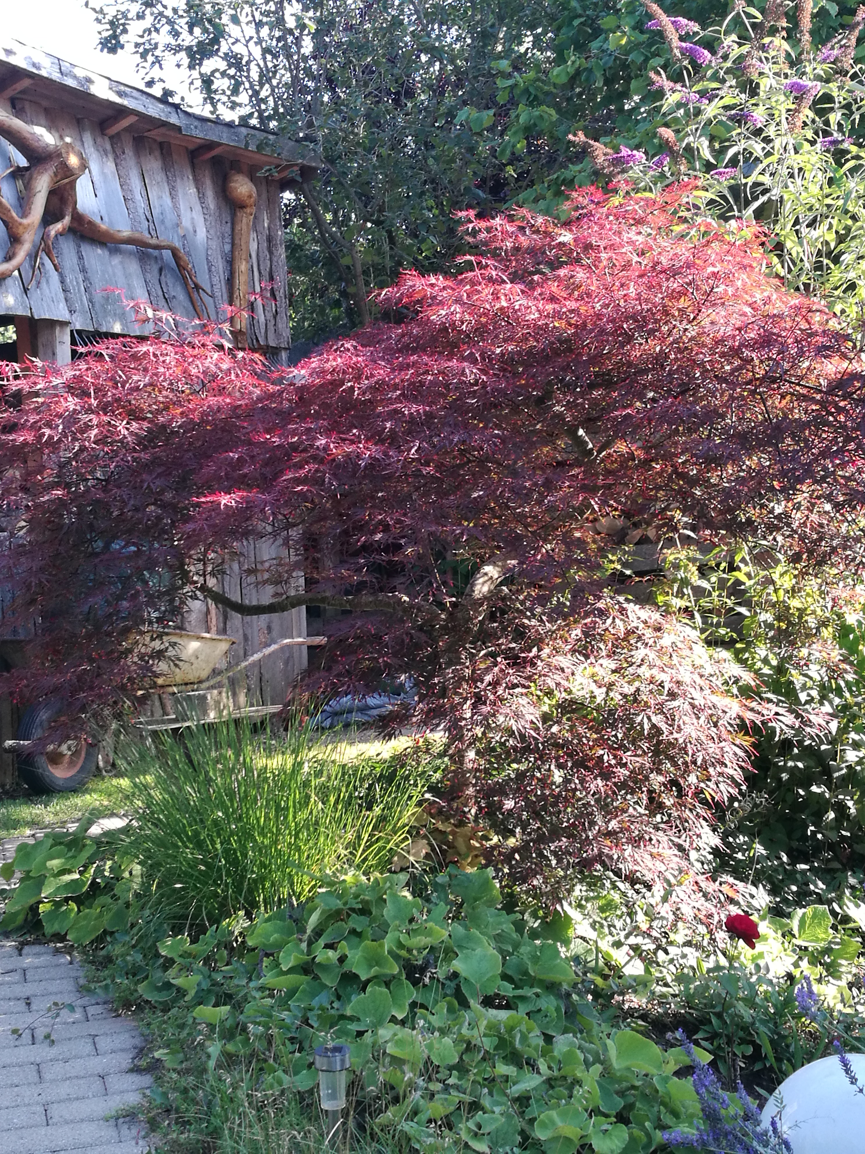 Weiss jemand ungef hr was so ein Bonsai  baum  wert  ist 