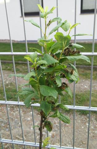 Zwetschge mit Wespen - (Garten, Insekten, Wespen)