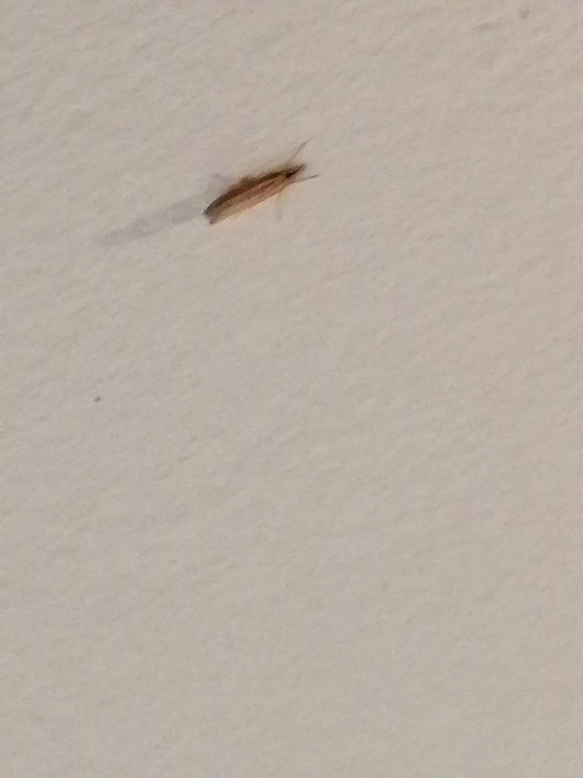 Weiß jemand was das für ein fich ist? (Tiere, Insekten)