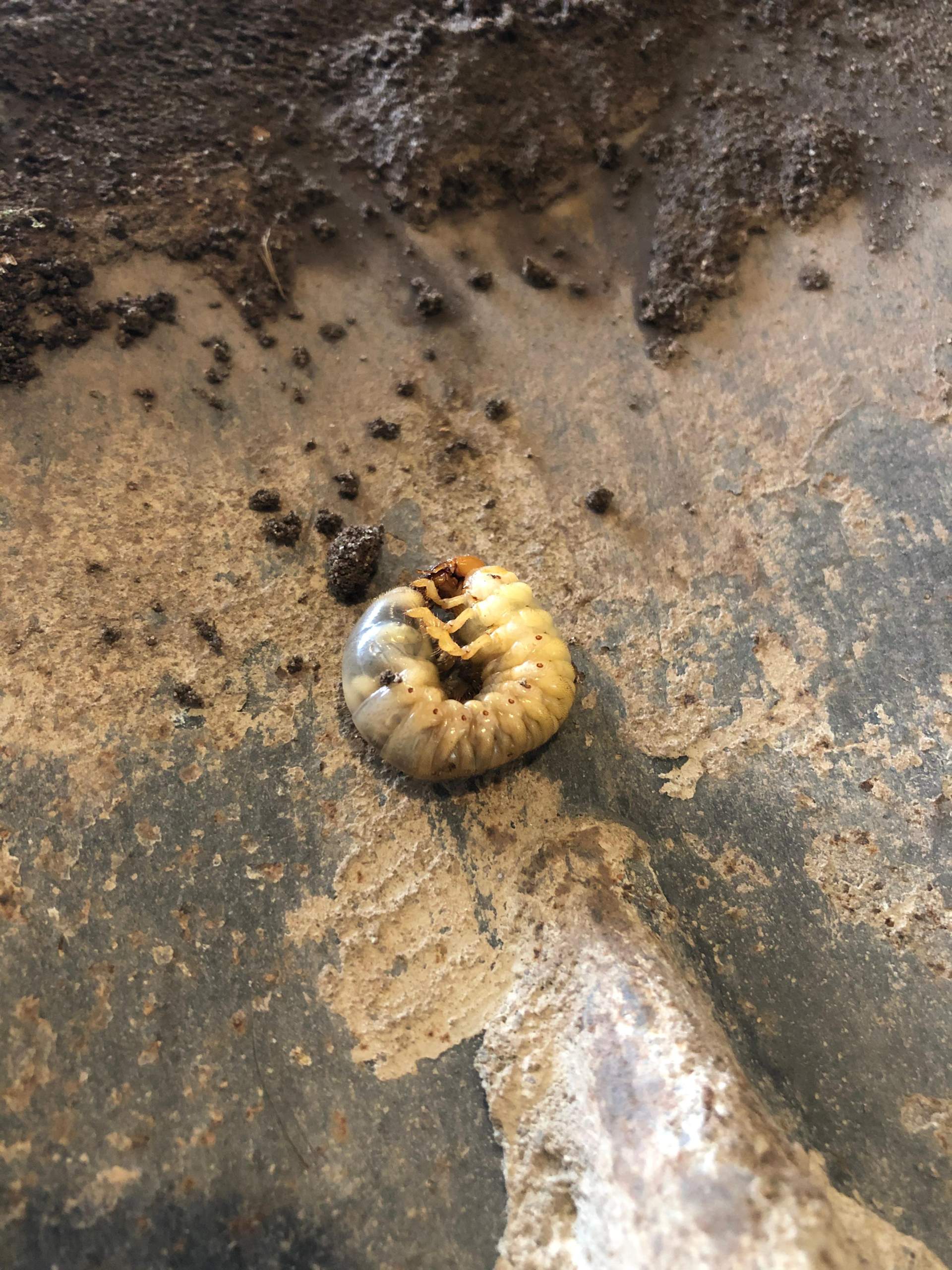 Weiß jemand was das für ein Insekt ist (ungefähr 30cm unter der Erde gefunden)? (Tiere, Natur