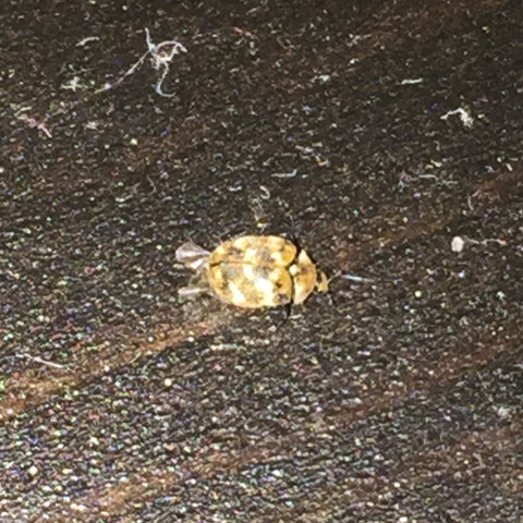 Seltsamer Käfer - (Insekten, Kaefer, Schädlinge)