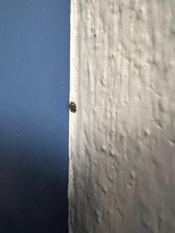 Weiß jemand was das für ein Käfer ist?