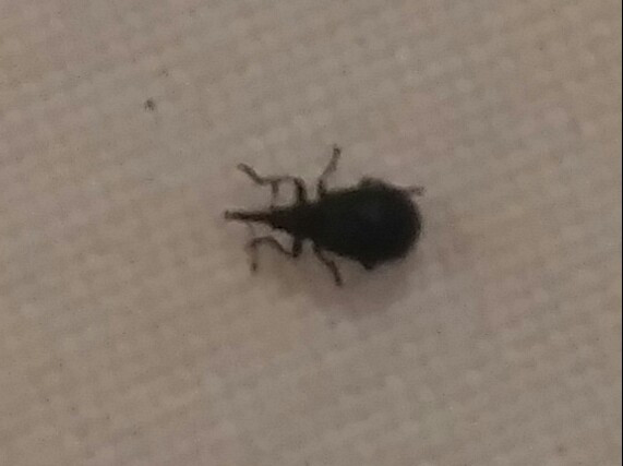Weiß jemand was das für ein Käfer ist (im Bett im Bulgarienurlaub entdeckt)?