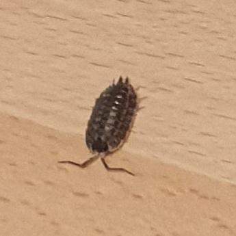 Weiß jemand was das für ein käfer/Larve ist?