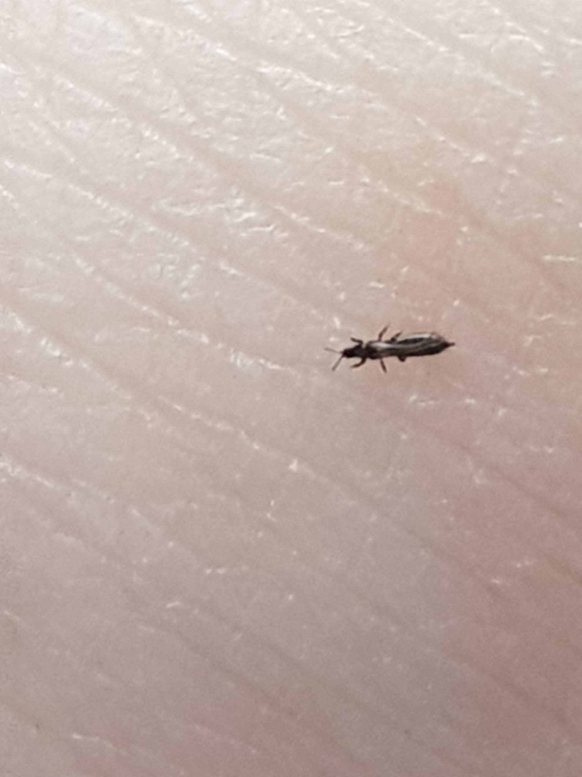 Weiß jemand was das für ein kleines Insekt ist? (Tiere, Garten, Natur)