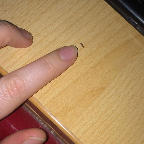 Ca. 5-7 mm lang. - (Insekten, Käfer, Würmer)