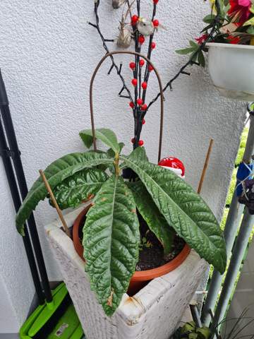 Weiß jemand was das für eine Pflanze ist?