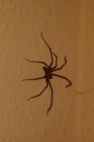 Spinne - (Art, Spinnen)