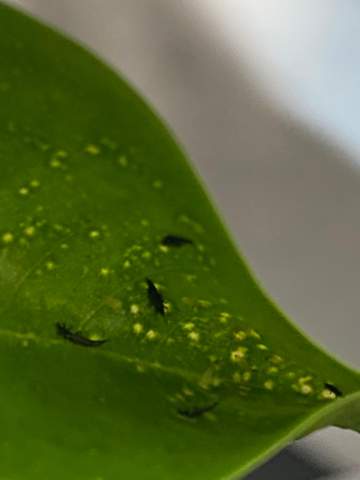 Weiß jemand was das für Blattläuse/-larven sind?