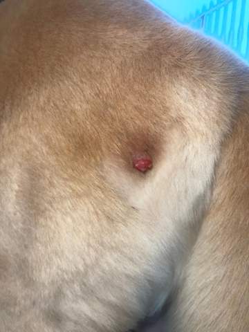 - (Hund, Tierarzt, hunde-krankheit)