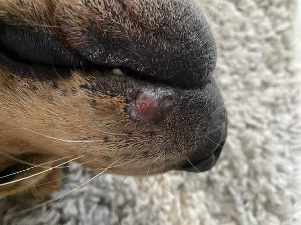 Weiß jemand was das sein kann? Mein Labrador Rüde hat diesen knubbel seit Samstag? Tierarzt Termin steht schon.?