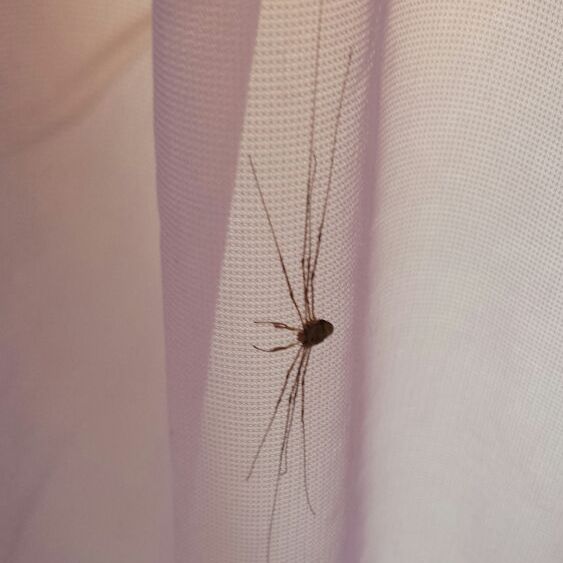 Weiß jemand was für eine Art Spinne das ist? (Wohnung)