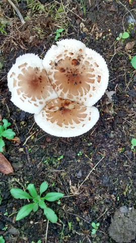 Weiss Jemand Was Fur Eine Art Von Pilz Das Ist Garten Natur Pilze